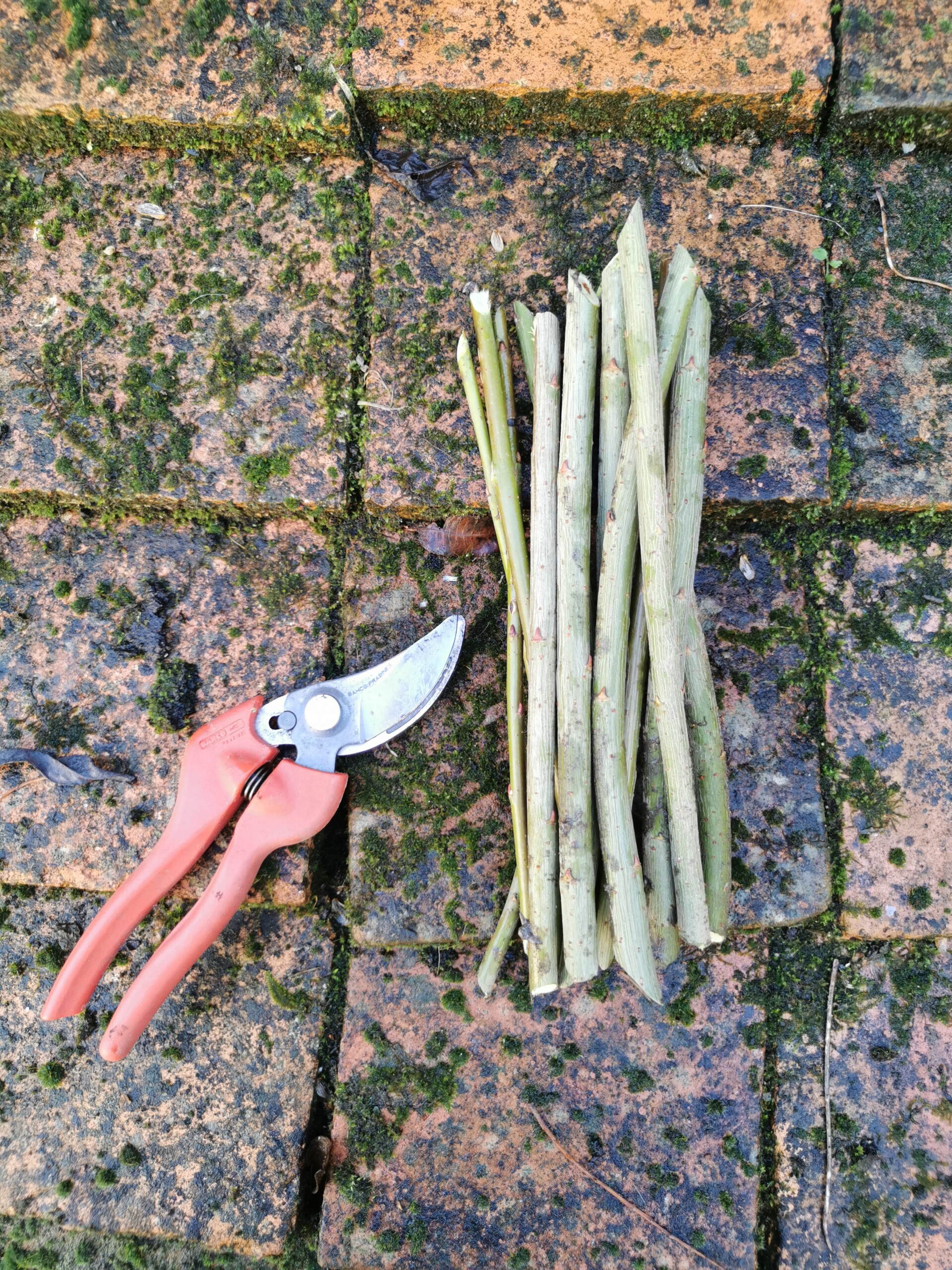 Anneaux D'Irrigation Spetebo - Lot De 10 - 20 Cm Vert - Pour Arrosage Ciblé Plantes, Légumes, Fleurs - Réutilisable